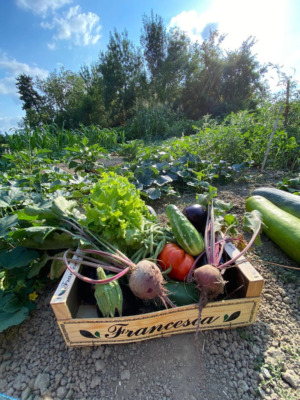 Garden