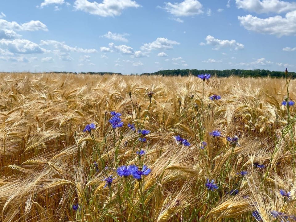 Natural landscape