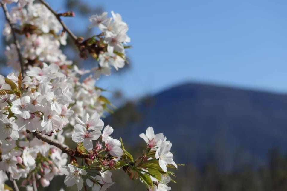 Mountains and Treetops Retreat - Nature Getaway House in Glenorchy