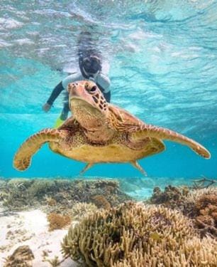 Snorkeling, Animals