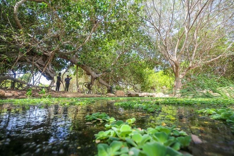 Donkey clinic and education center Vacation rental in Sri Lanka