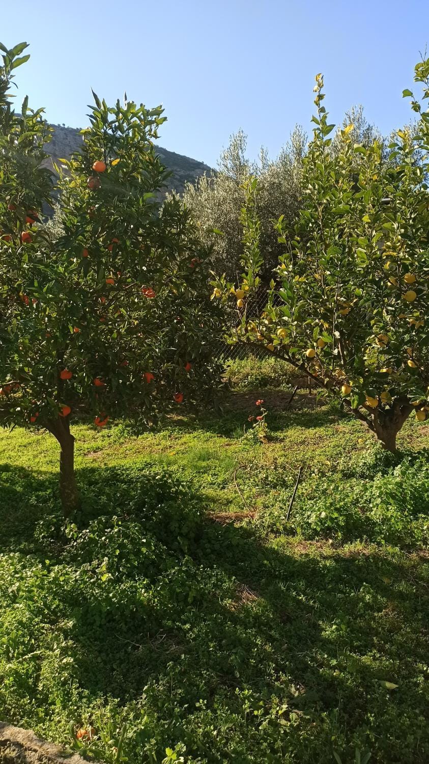 Garden, Inner courtyard view