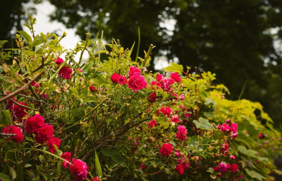 Longford Holiday Yellow Star Self-Catering Cottage House in Longford