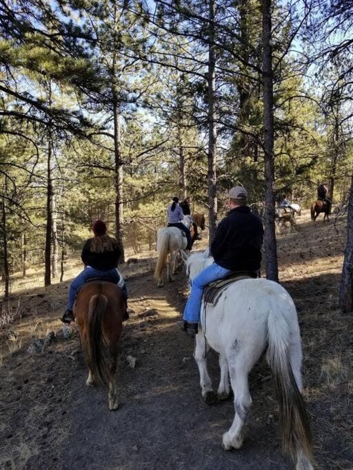 New! Charming cozy Cabin Colorado National Forest Cabin in Park County