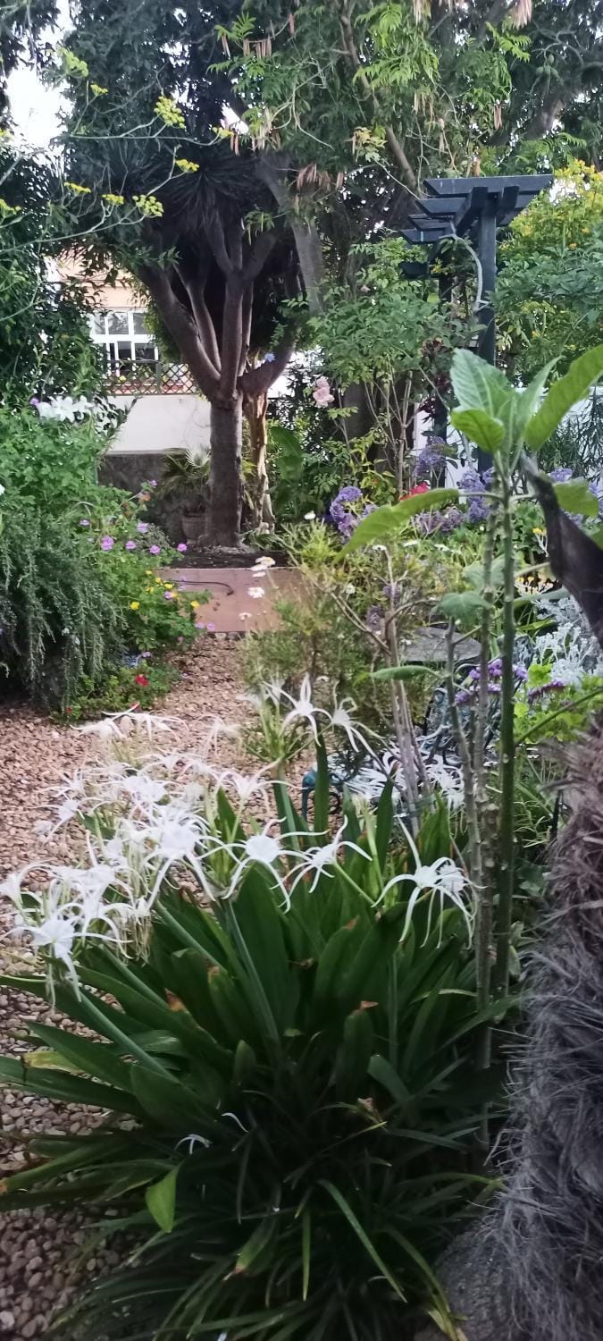 Garden view