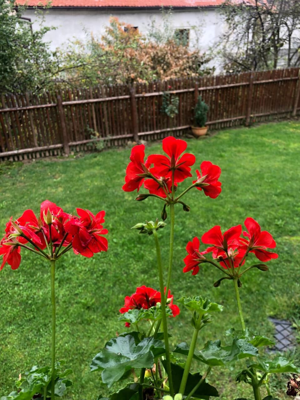 Pensiunea Oppidum Bed and Breakfast in Romania