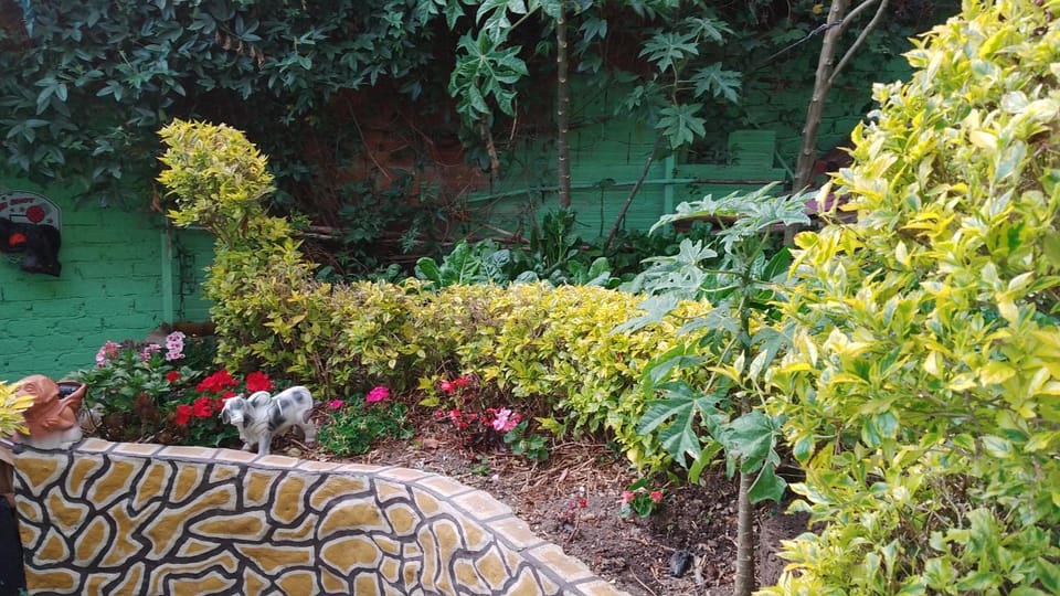 Garden view