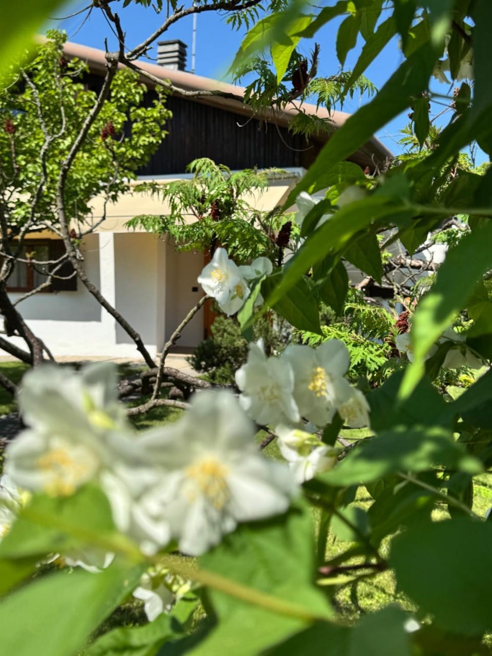 Casa degli Albicocchi - near Venice - whole house with garden and free Prkg House in Veneto
