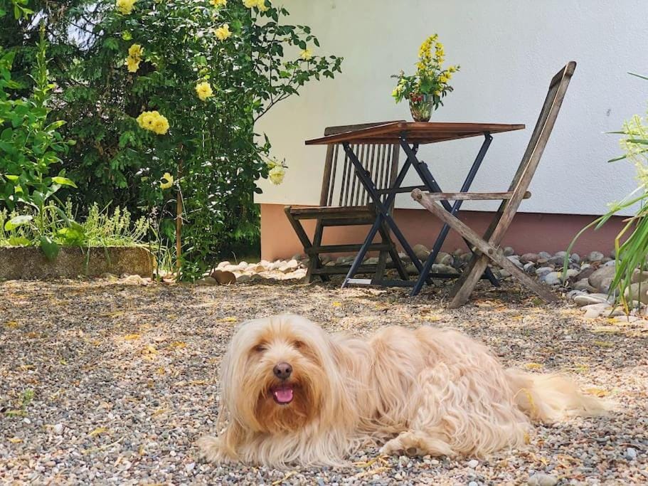 Balcony/Terrace, Seating area, Pets