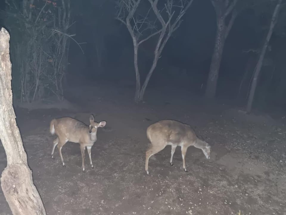 Animals, Garden view