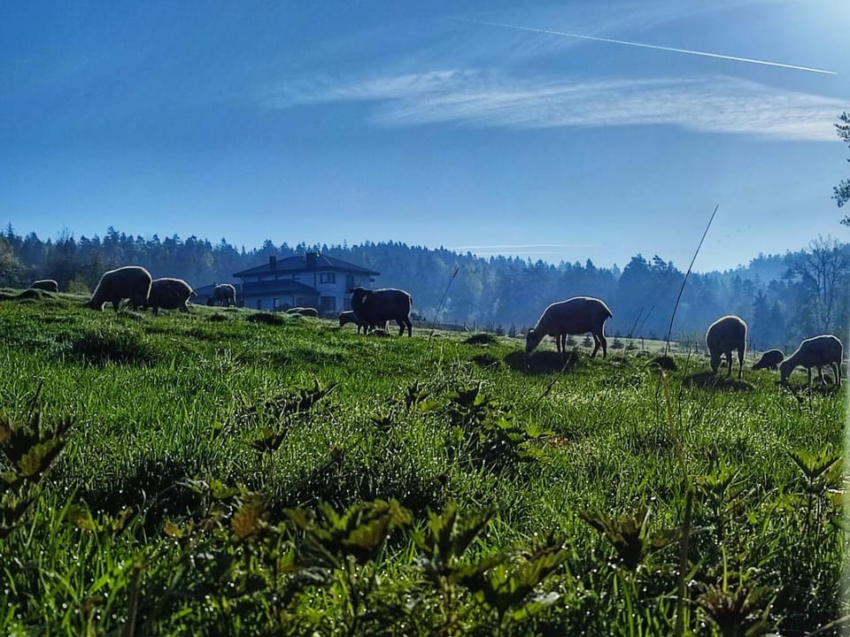 Stara Plebania Farm Stay in Lesser Poland Voivodeship