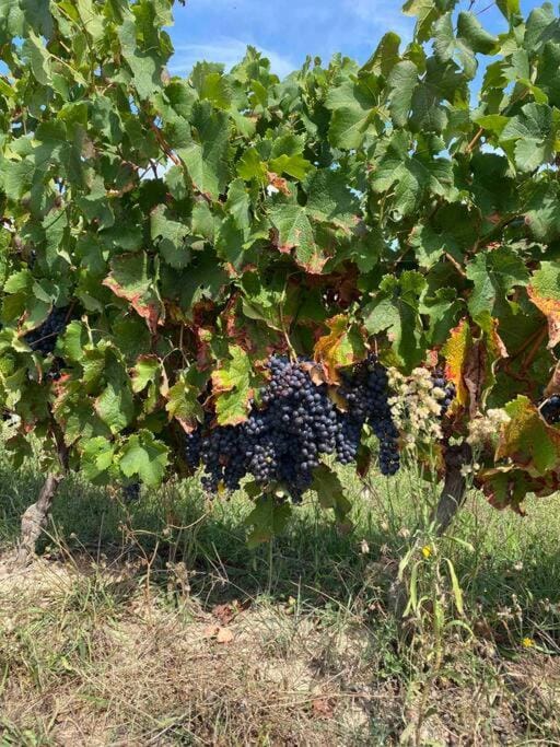 Repos, détente et cyclisme au coeur des vignes House in Nouvelle-Aquitaine