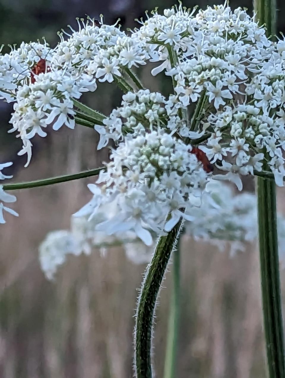 Spring, Day, Natural landscape, Garden, Garden view