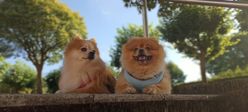 Pets