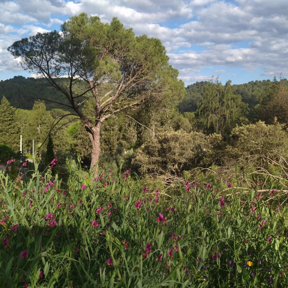 Bonita casa blanca en el bosque. Country House in Extremadura, Spain
