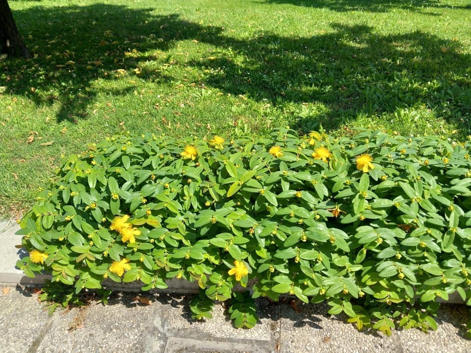 Spring, Garden