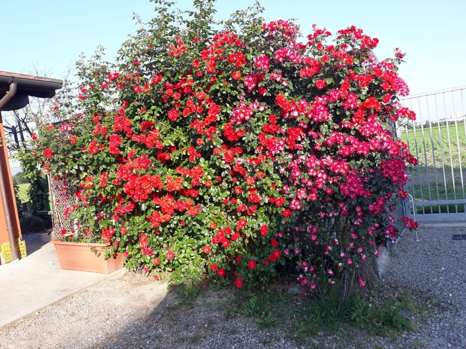 Spring, Garden, Garden view