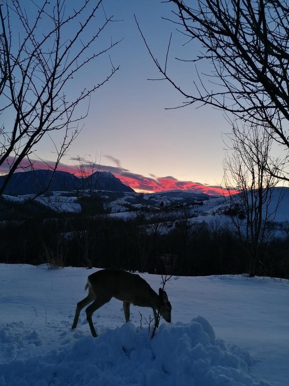 Natural landscape, Winter, Animals, Mountain view