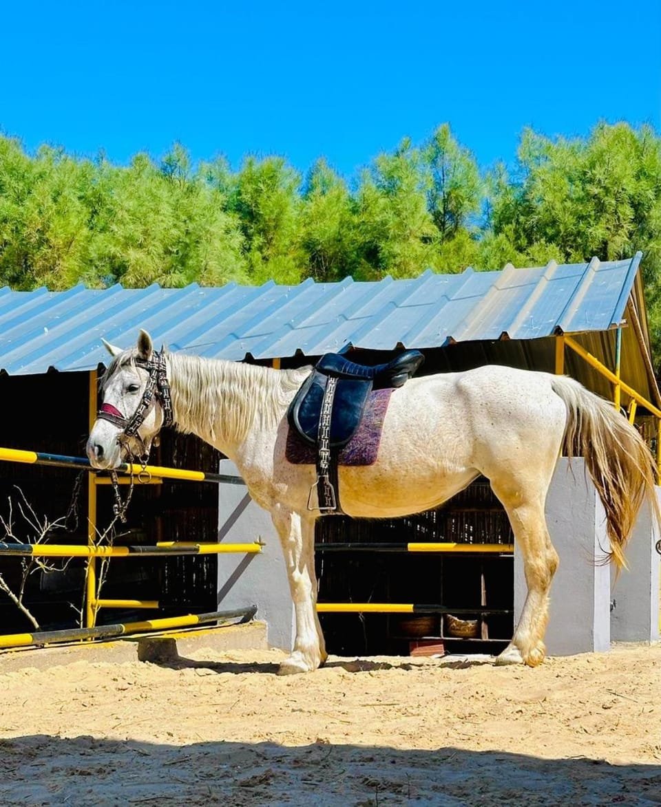 Horse-riding, Animals