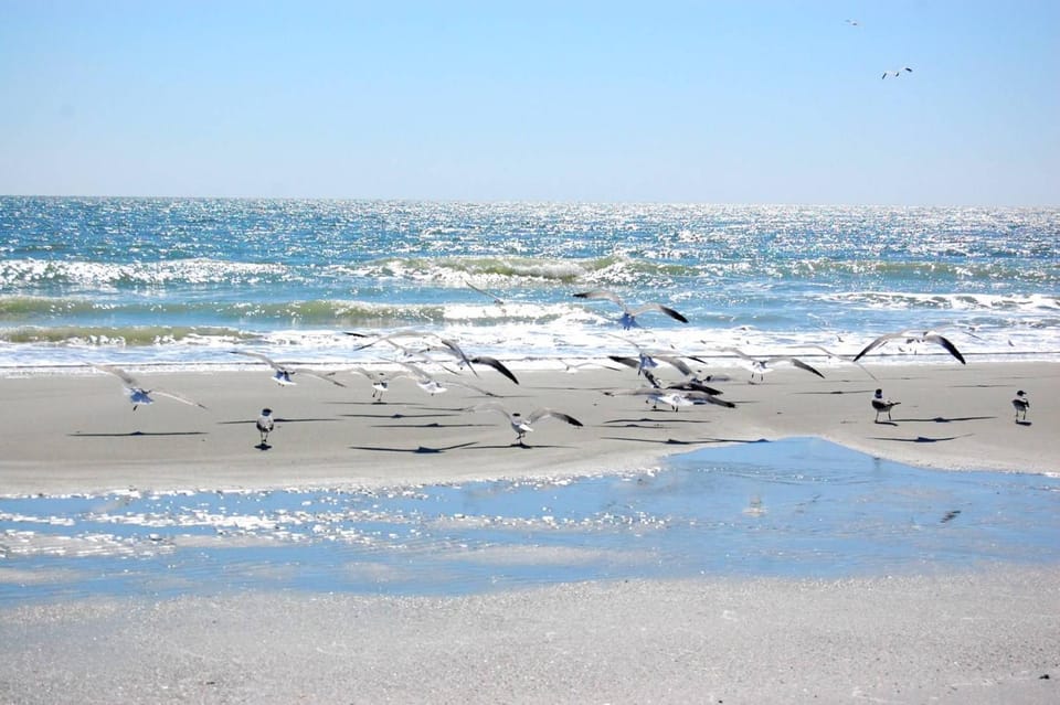 Pelican Landing 115 Apartment in South Carolina