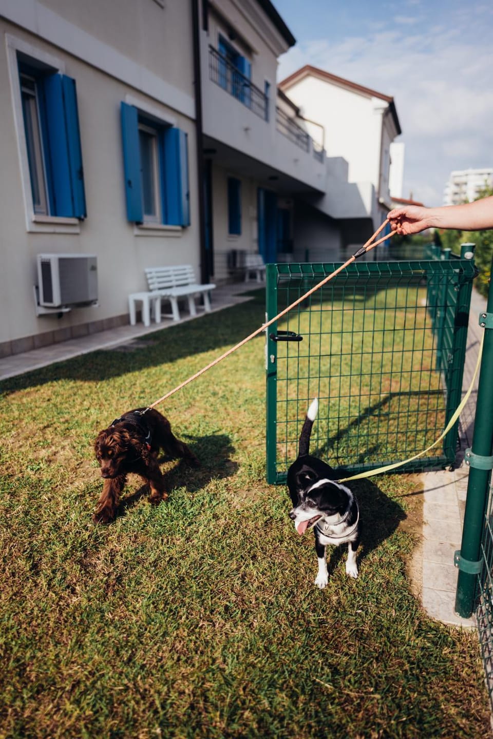 Patio, Garden, Garden, Pets