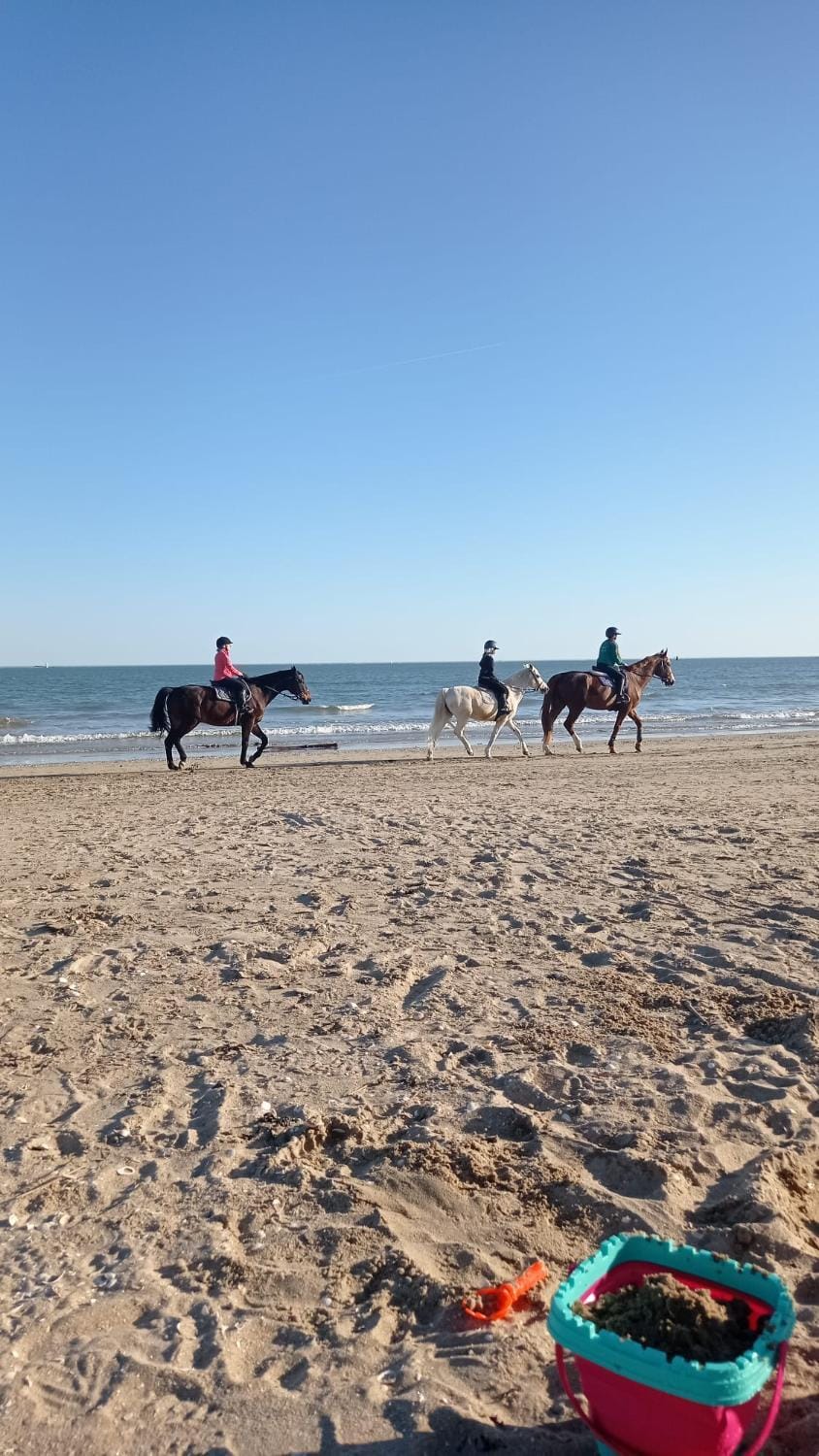 Day, Natural landscape, Horse-riding, Beach