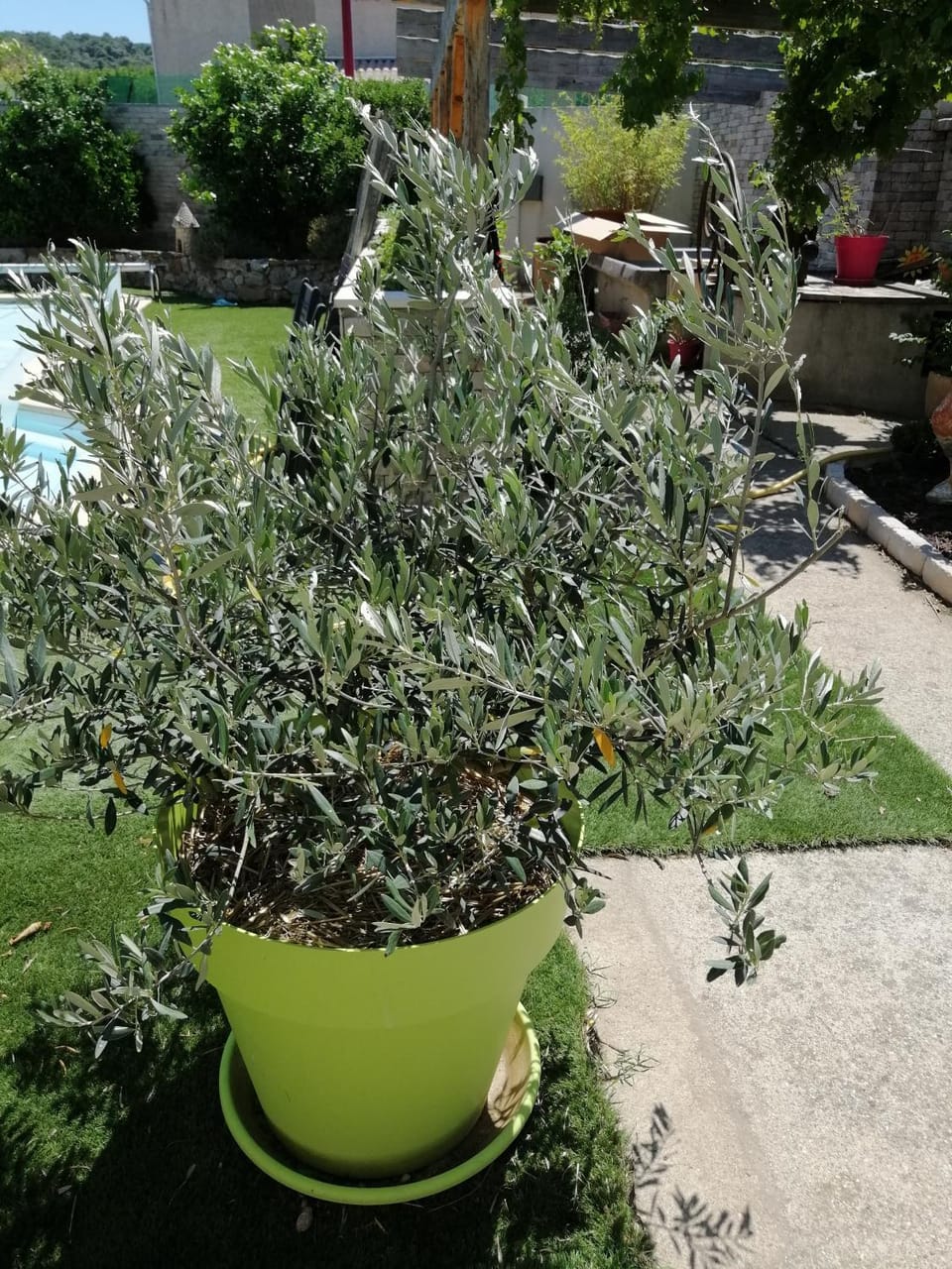 Garden, hair dresser