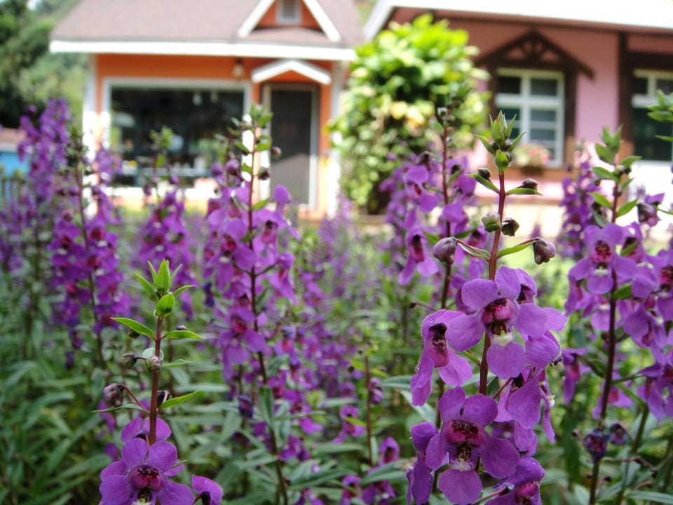 Property building, Day, Garden, Garden view