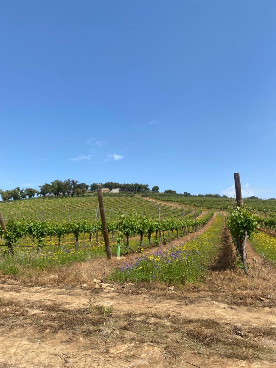 Monte da Esperanca Farm Stay in Extremadura, Spain