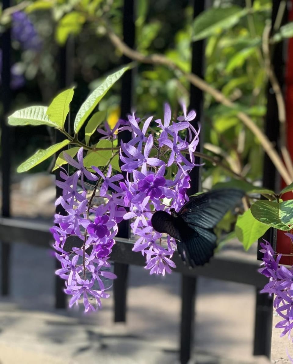 Day, Garden, Garden view