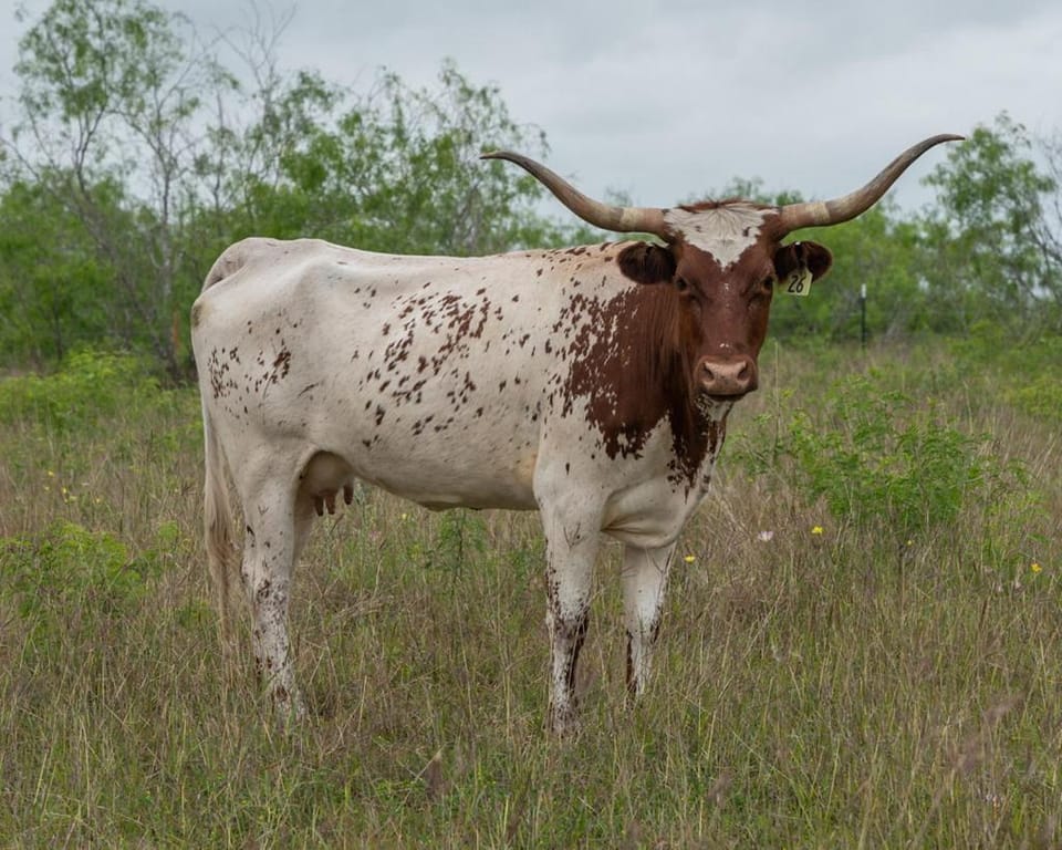 Coyote Creek Ranch House in San Marcos