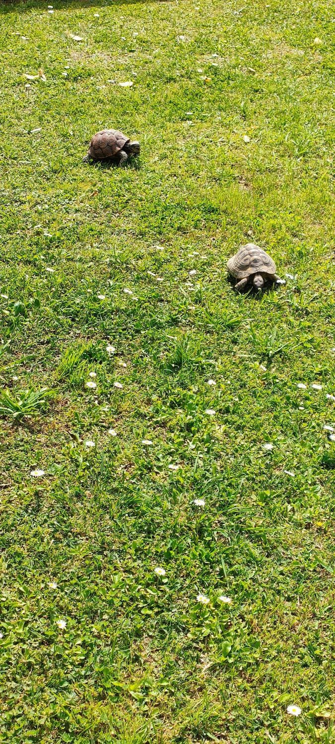 Spring, Natural landscape, Garden, Animals