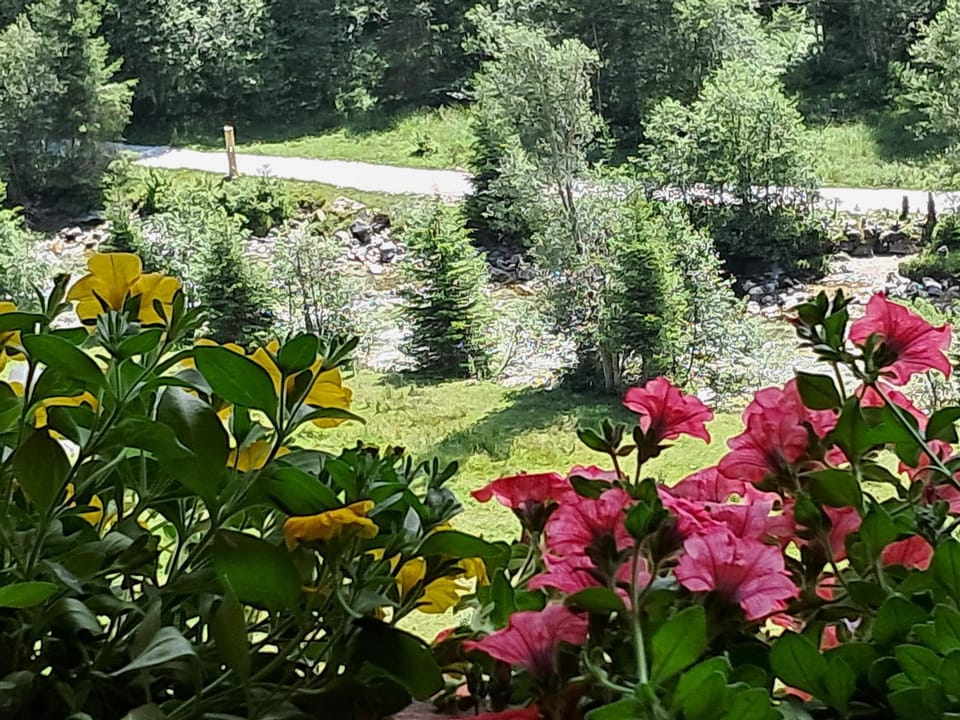 Garden view