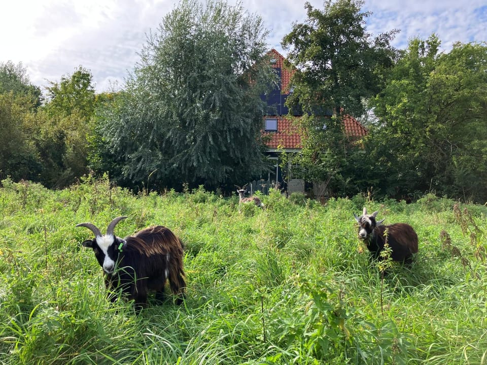 Property building, Day, Animals