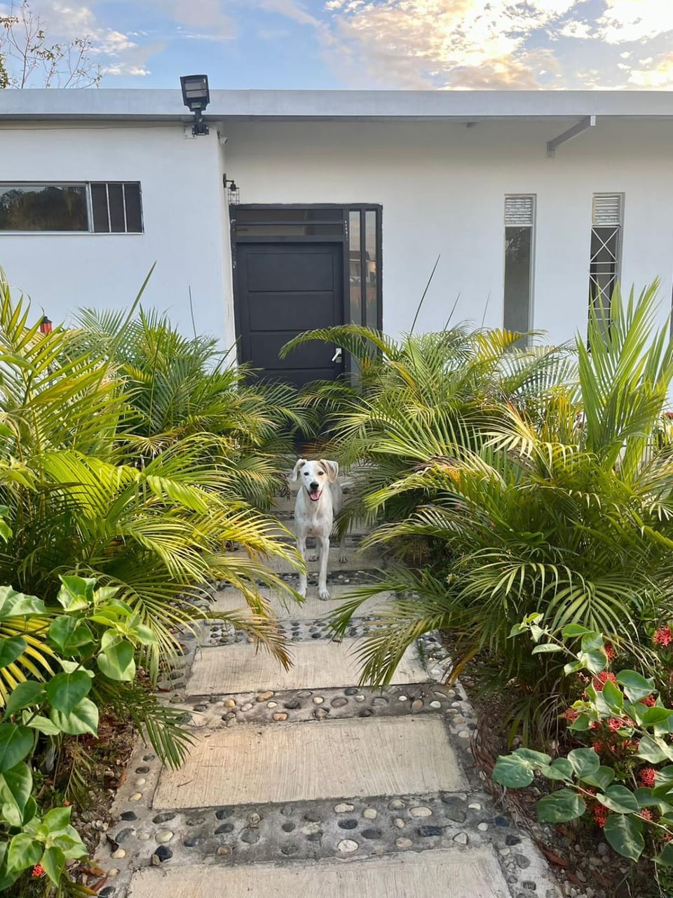 Property building, Pets