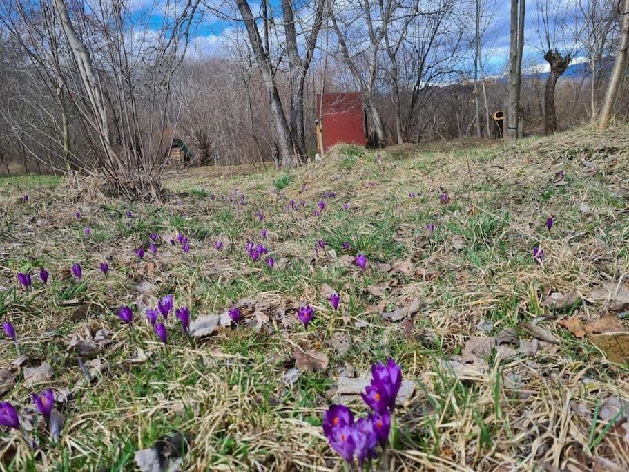 Spring, Garden view