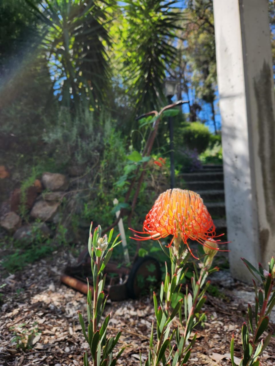 Garden view
