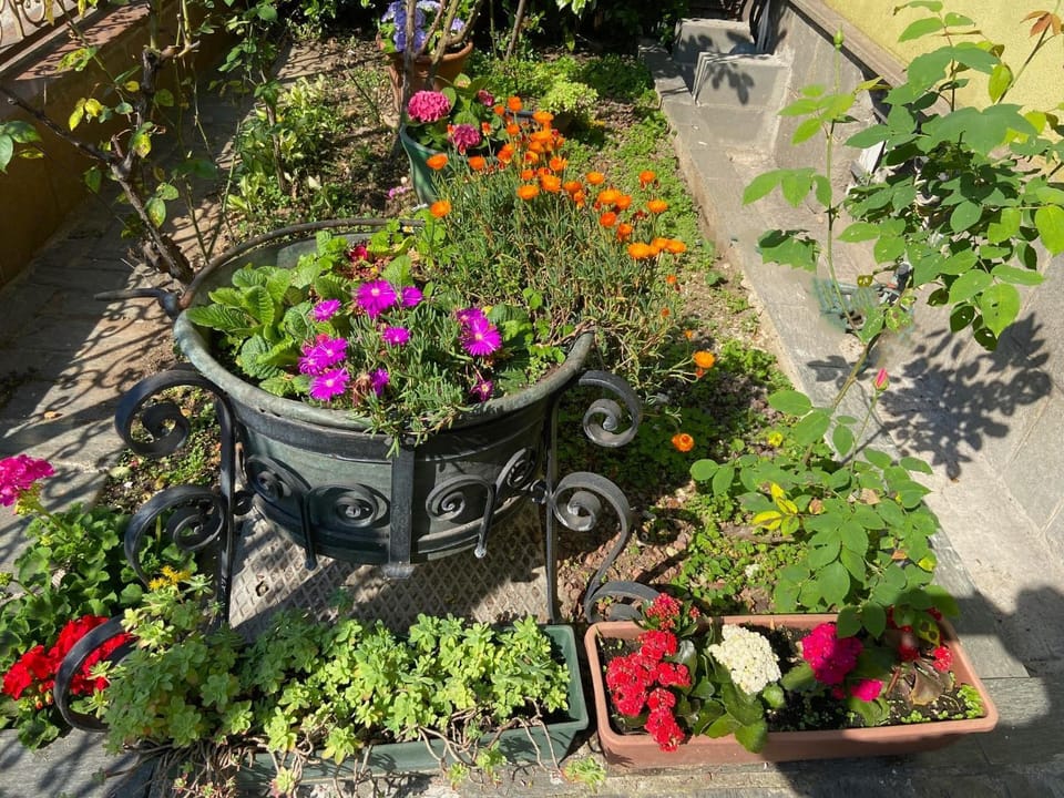 Garden, Garden view, Garden view