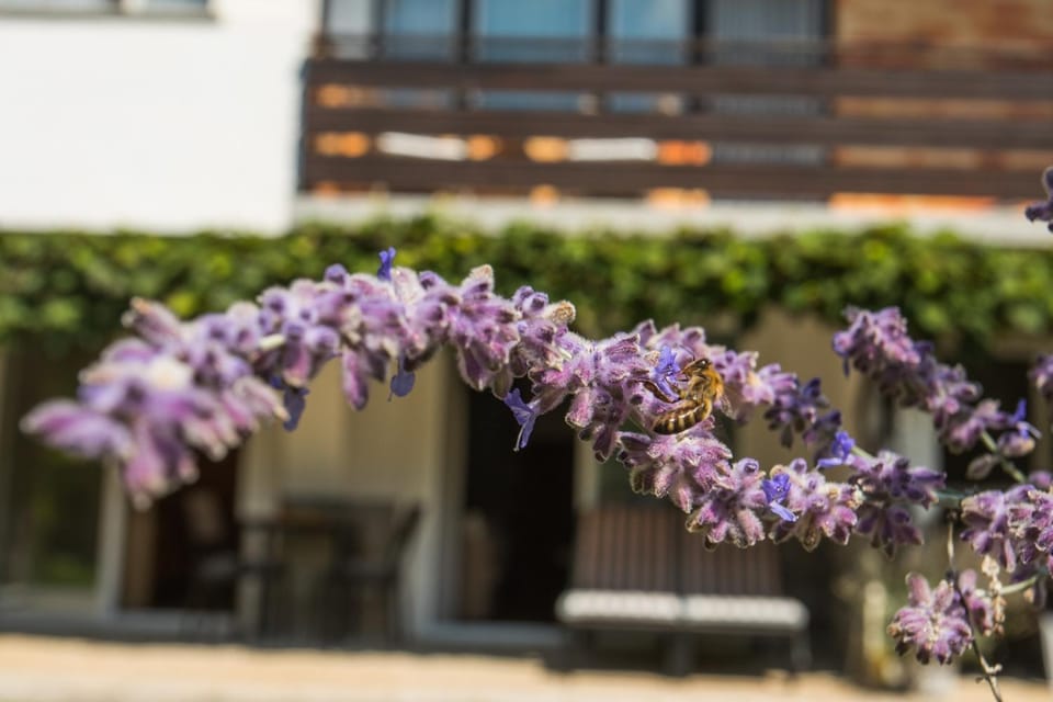 Garden, Balcony/Terrace, Decorative detail