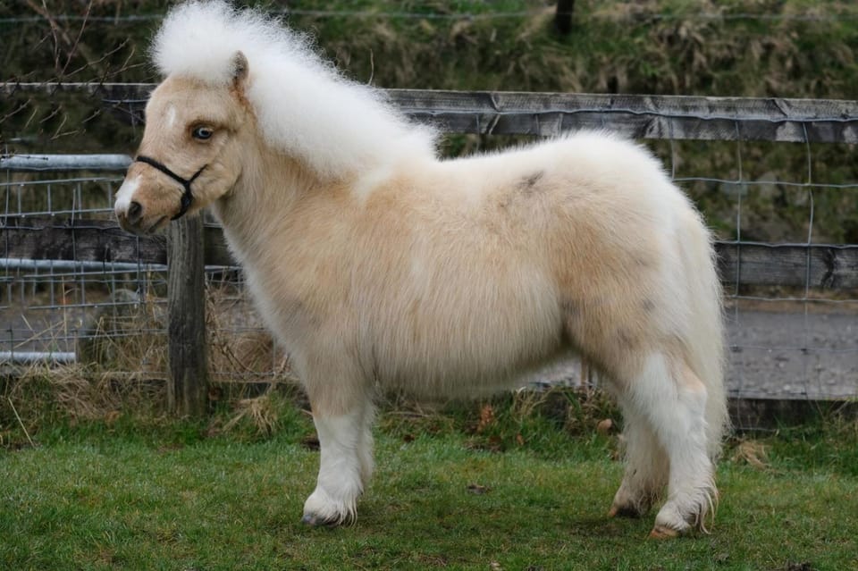 Erlebnisbauernhof Pension Waschnig Farm Stay in Carinthia, Austria