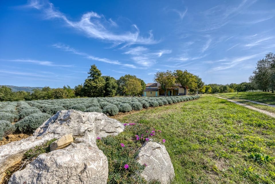 Natural landscape, Garden, Garden view