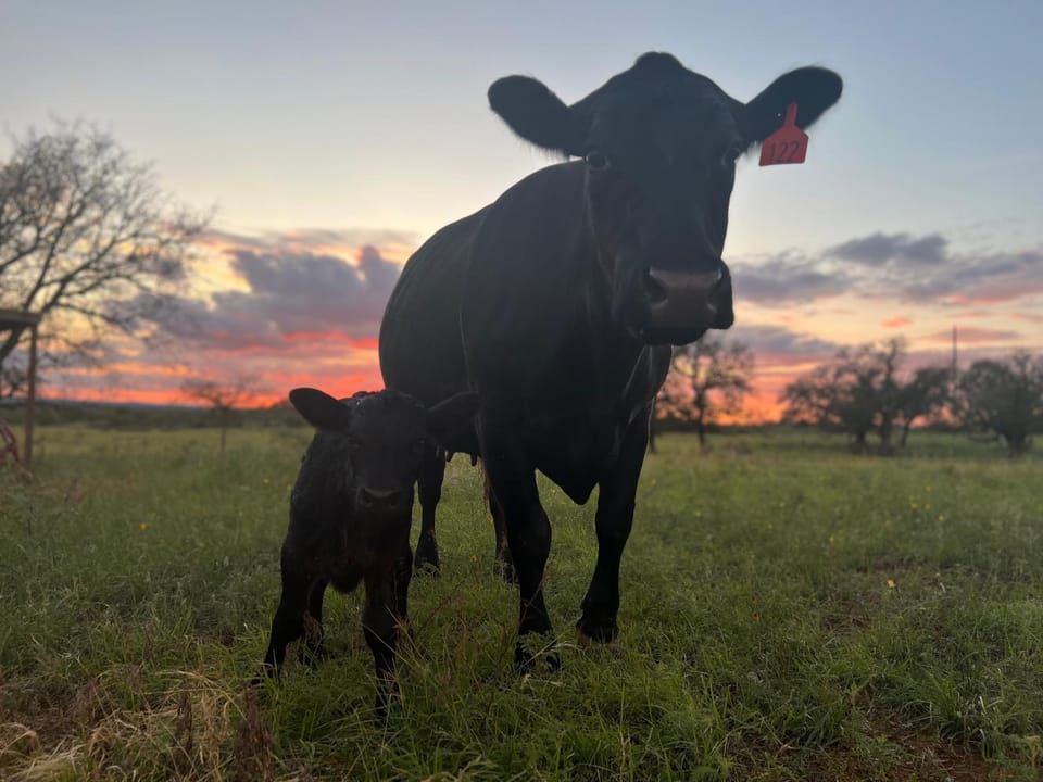 Animals, Sunrise