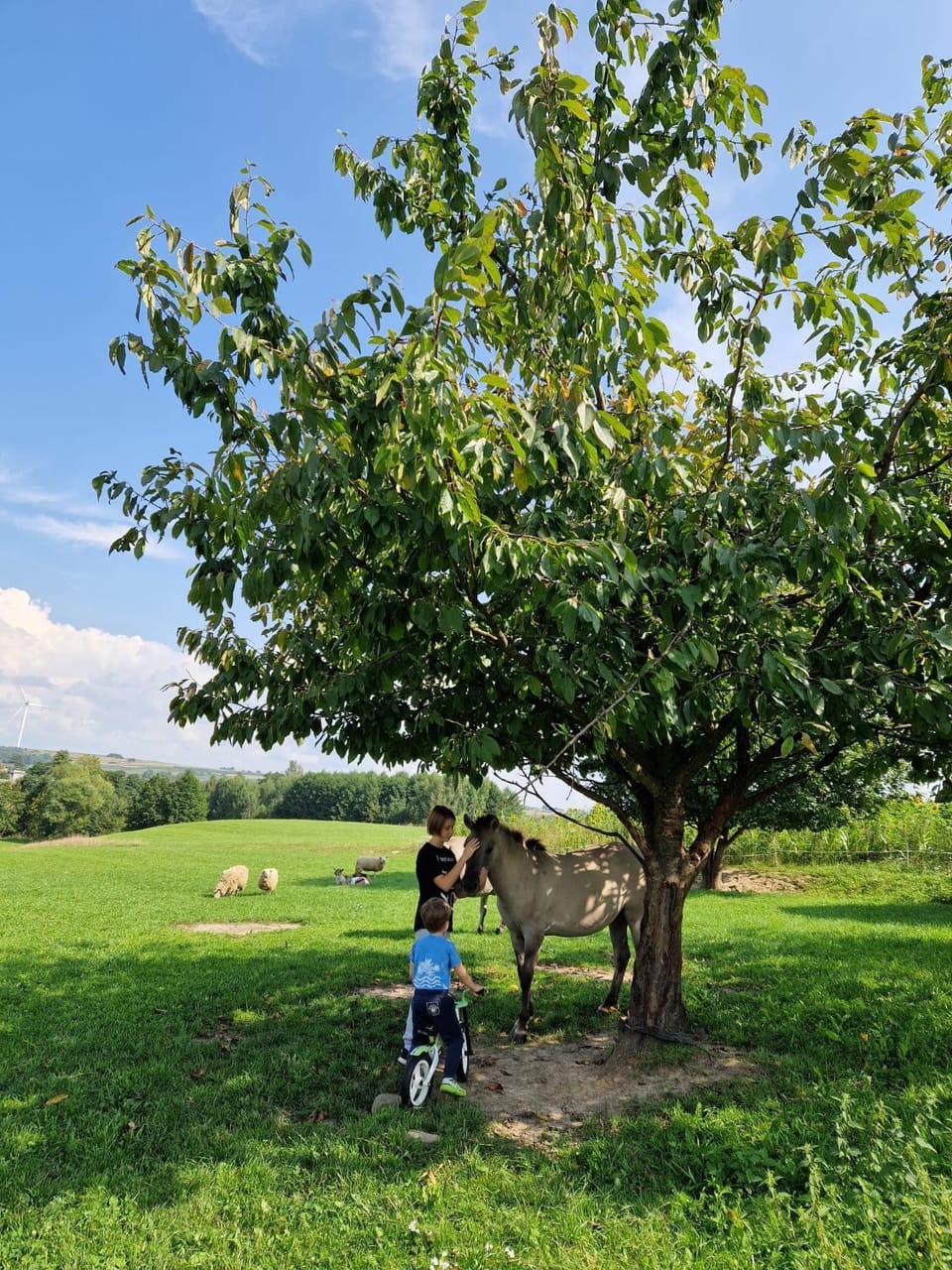 Natural landscape, Animals