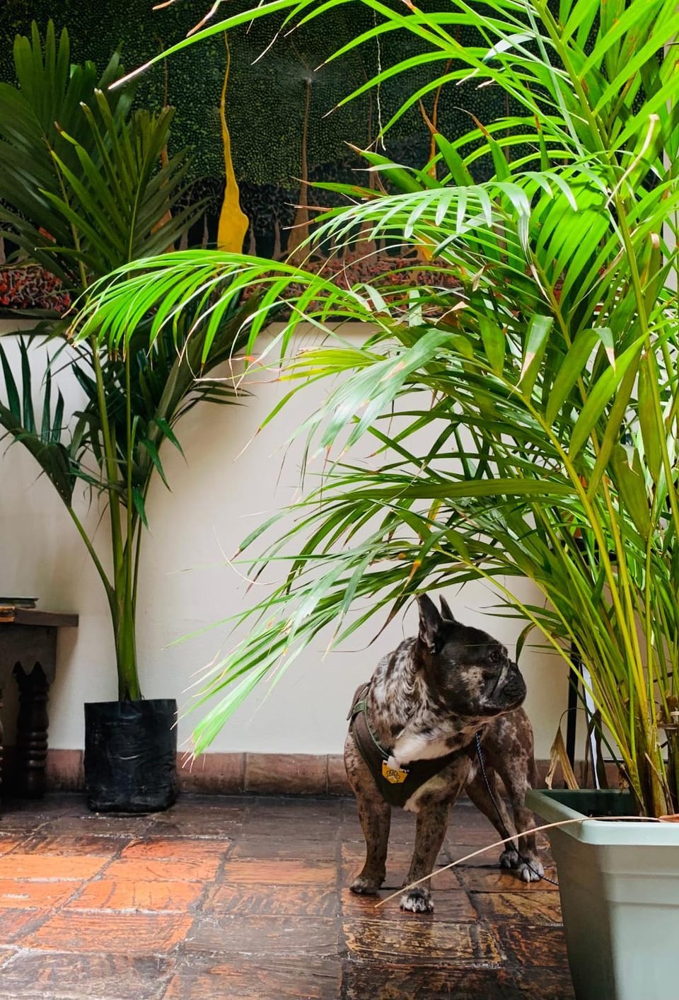 Day, Garden, Pets