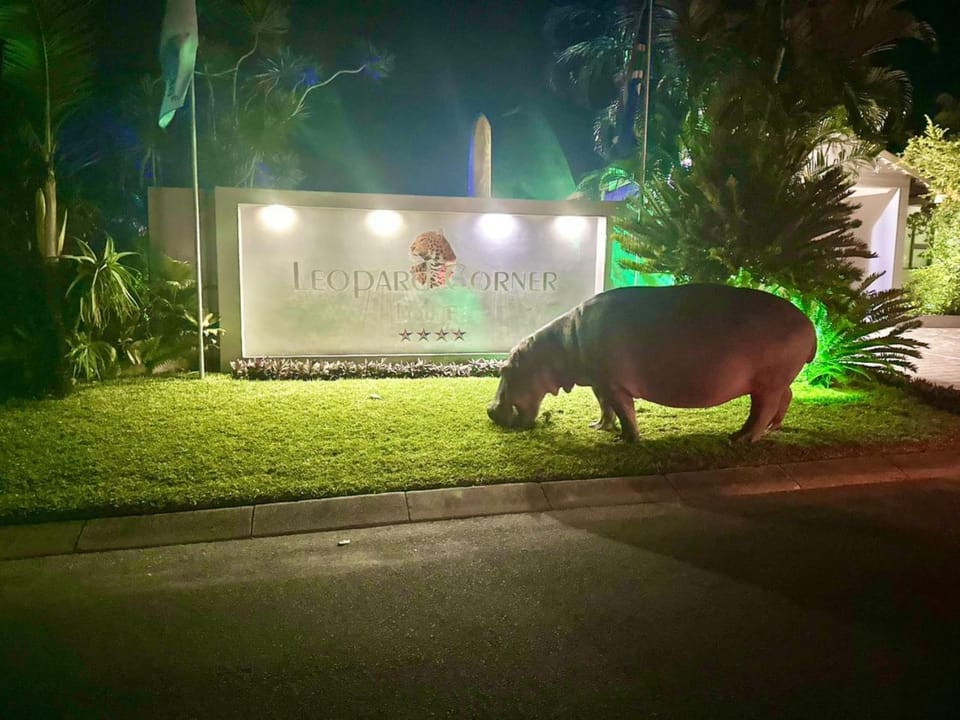 Night, Garden, View (from property/room), Animals, Garden view, Street view