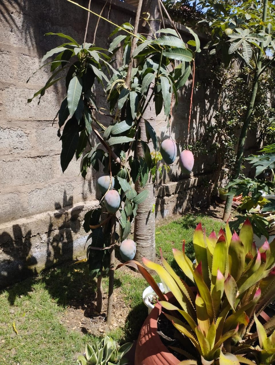 Garden view