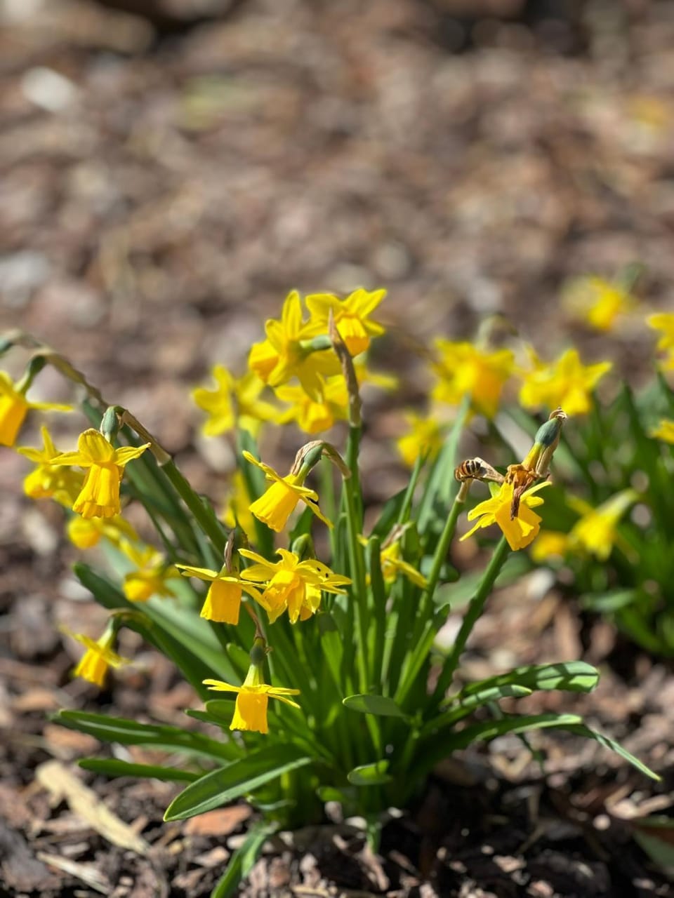 Spring, Garden, Garden view