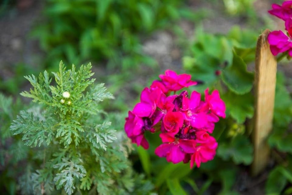 Patio, Facade/entrance
