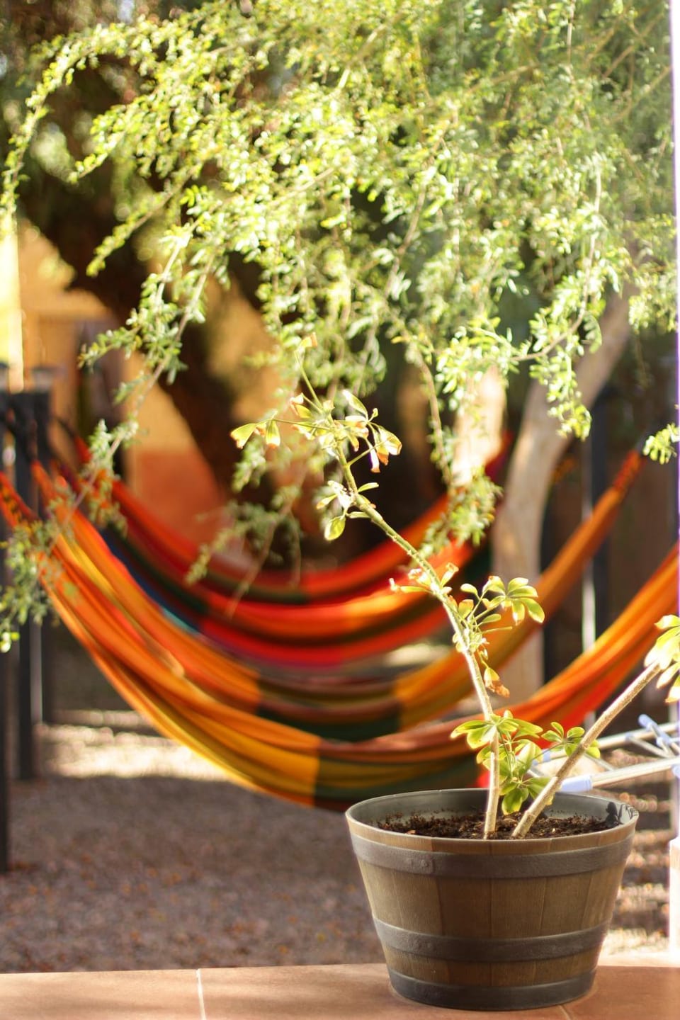 Day, Garden, Garden view