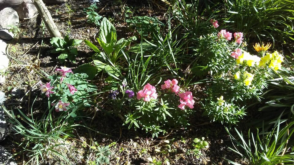 Spring, Garden